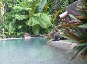 Daintree Rainforest Retreat Motel - Accommodation Gold Coast 5