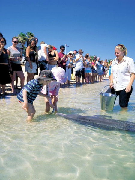 Monkey Mia Dolphin Resort - Gold Coast 4U 1