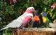 Dunbogan Caravan Park - thumb 4