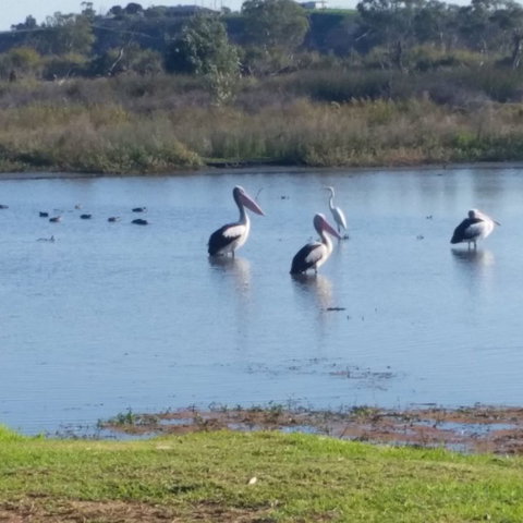 Avoca Dell Caravan Park - Accommodation Gold Coast 8