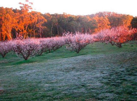 Taralee Orchards - Accommodation Gold Coast 3