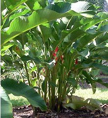 Virginia Heliconia Farm - Accommodation Gold Coast 2