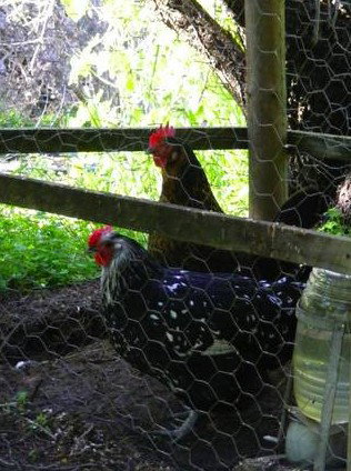 Norma's Place - Accommodation Gold Coast 0