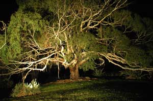 Adelaide Hills Country Cottages - The Nest - Accommodation Gold Coast 4