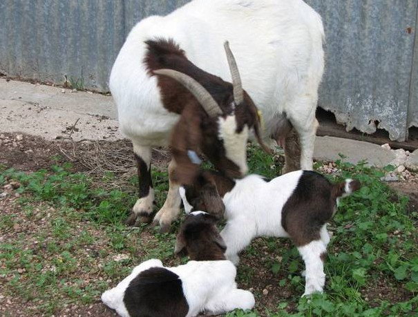 Weetulta SA Accommodation Gold Coast