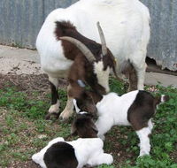 Redwing Shearer's Quarters - Accommodation Gold Coast
