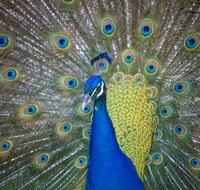 Willunga Peacock Farm Bed and Breakfast - Accommodation Gold Coast