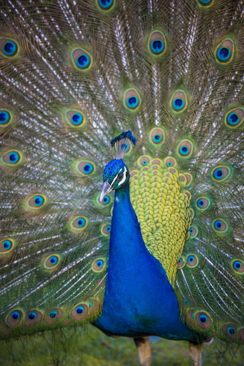 Willunga Peacock Farm Bed And Breakfast - Accommodation Gold Coast 0