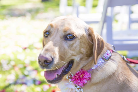 Willunga Peacock Farm Bed And Breakfast - Accommodation Gold Coast 4