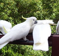 Lorikeet Lane BB - Accommodation Gold Coast