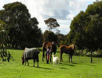 The Roost - Accommodation Gold Coast 5
