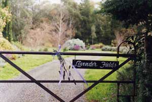 Adelaide Hills Country Cottages - Lavender Fields - Accommodation Gold Coast 3