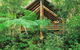 The Canopy Rainforest Tree Houses And Wildlife Sanctuary - thumb 5
