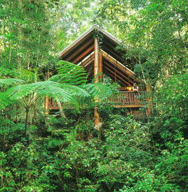 The Canopy Rainforest Tree Houses And Wildlife Sanctuary - Accommodation Gold Coast 5