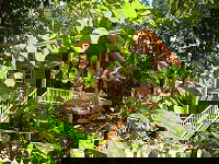 Rivers Edge Rainforest Retreat - Accommodation Gold Coast 0