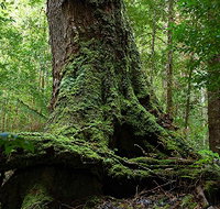 Land of the Giants Caravan Park - Accommodation Gold Coast