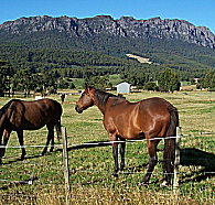 Hurlfield Farm Cottage - Accommodation Gold Coast