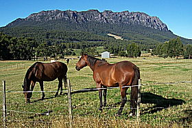 Hurlfield Farm Cottage - Gold Coast 4U 0