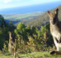 Rainbow Retreat Wilderness Eco Cabins - Accommodation Gold Coast