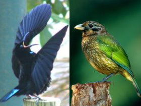 Chambers Wildlife Rainforest Lodges - Accommodation Gold Coast 0