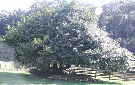 Penguin Valley Farm - Accommodation Gold Coast 3