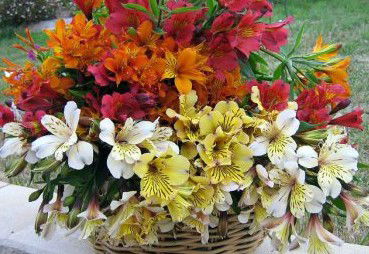 Huon Valley Bed And Breakfast - Accommodation Gold Coast 3