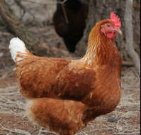 Avonmore Estate Biodynamic Winery - Gold Coast 4U