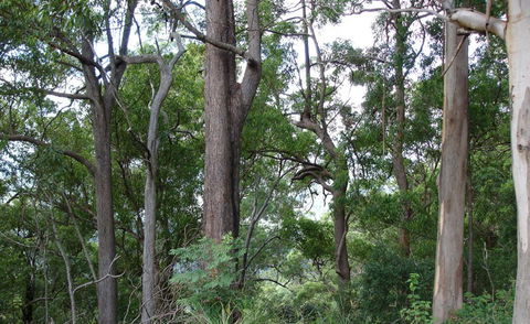 Bamboo Retreat - Accommodation Gold Coast 1