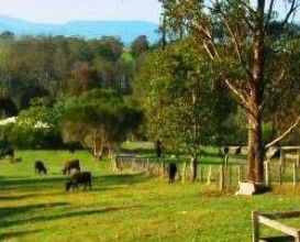Giba Gunyah Country Cottages - Accommodation Gold Coast 1