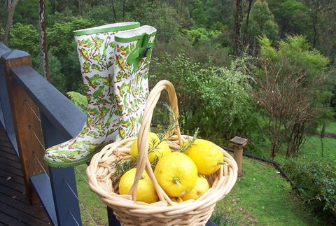 Bellbird Cottage Bed And Breakfast - Accommodation Gold Coast 4