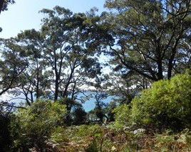 Booderee National Park: Bristol Point Camping Area - Accommodation Gold Coast 1
