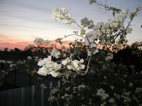 Sonjas Bed And Breakfast - Gold Coast 4U 2