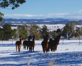 Castanian - Accommodation Gold Coast 1