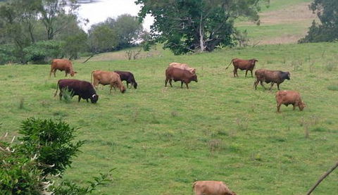 Bemurrah Homestead At Pee Dee - Accommodation Gold Coast 5
