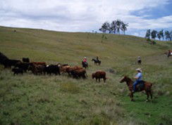 Camp Cobark - Accommodation Gold Coast 2