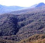 Callicoma Hill Eco-Cabins - Accommodation Gold Coast