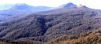 Callicoma Hill Eco-Cabins - Accommodation Gold Coast 0