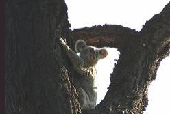 Hillsdale Hideaway Bed And Breakfast - Accommodation Gold Coast 5