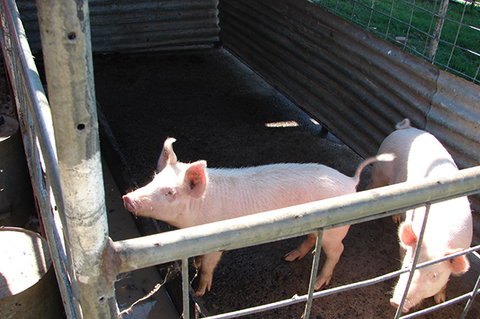 Lee Farmstay - Accommodation Gold Coast 6