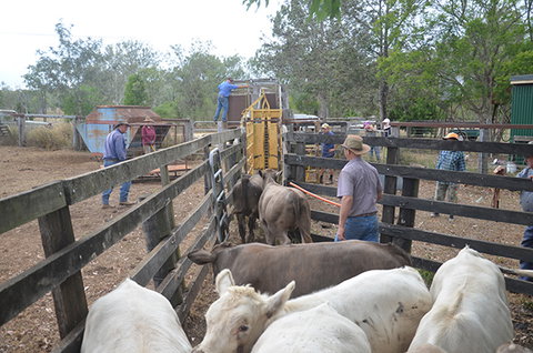 Lee Farmstay - Accommodation Gold Coast 7