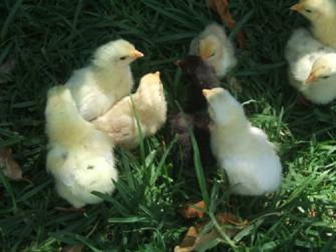 Lee Farmstay - Accommodation Gold Coast 8