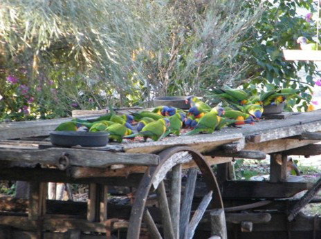 Barambah Bush Caravan Park - Accommodation Gold Coast 5