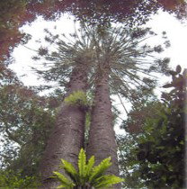 Aubigny ACT Accommodation Gold Coast