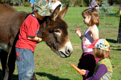 Diamond Forest Farm Stay - Accommodation Gold Coast 3