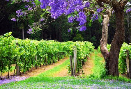 Bago Vineyards - Accommodation Gold Coast 0