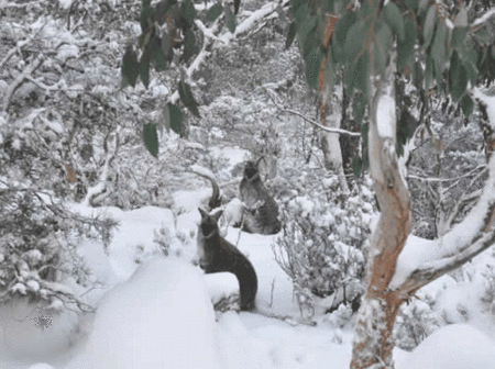 Blue Lake Lodge - Accommodation Gold Coast 1