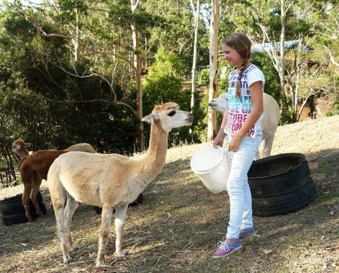 Wattle Gully Retreat - Accommodation Gold Coast 5