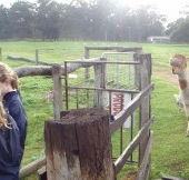 Boronia Farm Farmstay - Accommodation Gold Coast