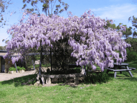 Studio Cottages Romantic Hideaway - Accommodation Gold Coast 5