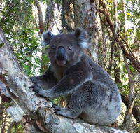 O'Carrollyns At One Mile Beach - Accommodation Gold Coast